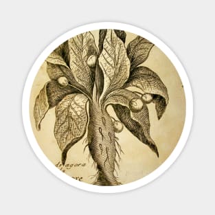 Mandragora Antique Engraving Magnet